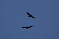 IMG_0004.jpg