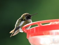 IMG_0005.jpg
