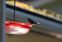 IMG_0002.jpg