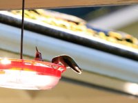 IMG_0007.jpg