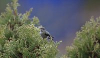 IMG_0001.jpg
