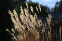 IMG_0003.jpg