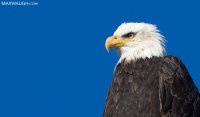 eaglebald1216skagit2.jpg