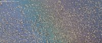 goosesnow1216skagit21.jpg