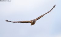 harriernorthern1216skagit2.jpg