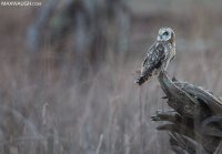 owlshorteared1216skagit12.jpg