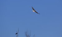 IMG_0004.jpg