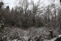 IMG_0004.jpg