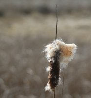 IMG_0005.jpg
