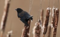 IMG_0001.jpg
