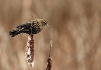 IMG_0003.jpg