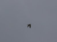 IMG_0004.jpg