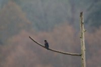 IMG_0003.jpg