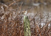 IMG_0001.jpg