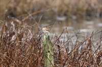 IMG_0002.jpg