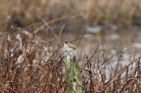 IMG_0003.jpg