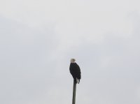 IMG_0002.jpg