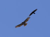 IMG_0004.jpg