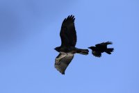 IMG_0005.jpg