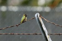 IMG_0005.jpg