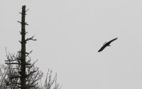 IMG_0005.jpg