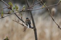 IMG_0003.jpg