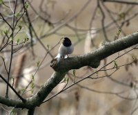 IMG_0005.jpg