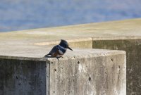 IMG_0001.jpg