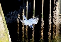 IMG_0005.jpg