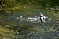 IMG_0006.jpg