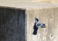 IMG_0008.jpg