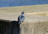 IMG_0009.jpg