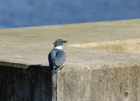 IMG_0010.jpg