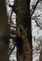 IMG_0002.jpg