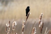 IMG_0001.jpg