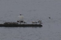 IMG_0005.jpg