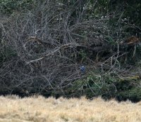 IMG_0002.jpg