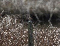 IMG_0003.jpg