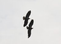 IMG_0001.jpg