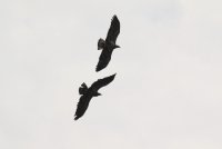 IMG_0002.jpg