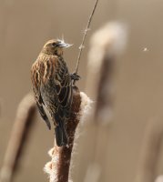 IMG_0003.jpg