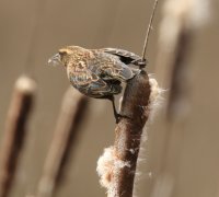 IMG_0004.jpg