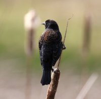IMG_0005.jpg