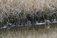 IMG_0003.jpg