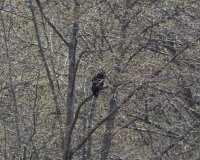 IMG_0001.jpg