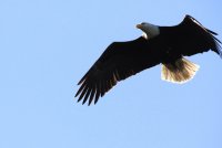 IMG_0010.jpg