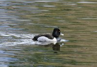 IMG_0001.jpg