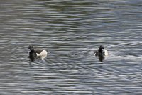 IMG_0002.jpg