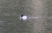 IMG_0003.jpg