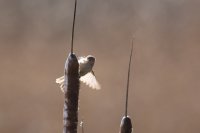 IMG_0002.jpg